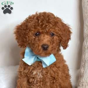 Rex, Cavapoo Puppy
