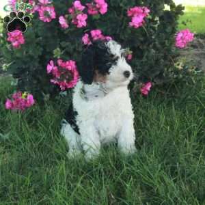 Rex, Mini Bernedoodle Puppy