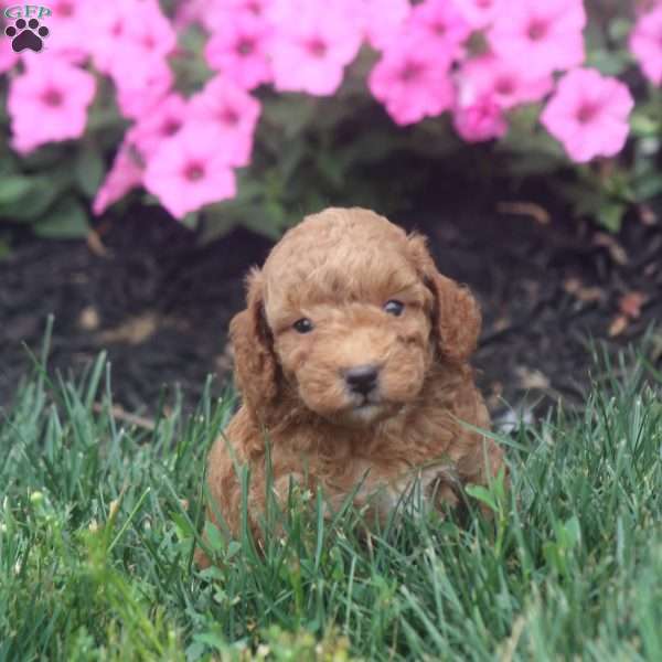 Rex, Toy Poodle Puppy