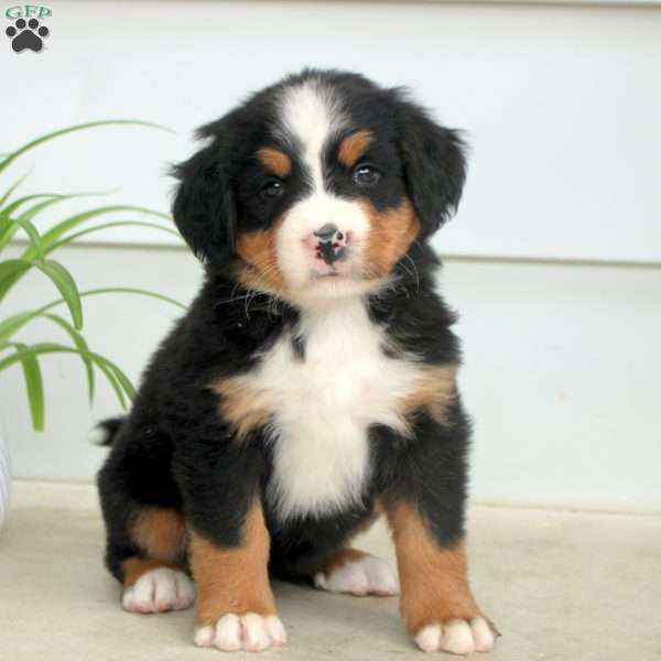 Ria, Bernese Mountain Dog Puppy