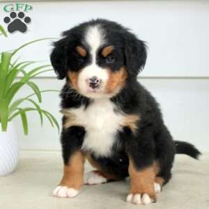 Ria, Bernese Mountain Dog Puppy
