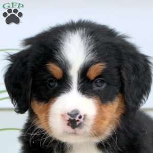 Ria, Bernese Mountain Dog Puppy