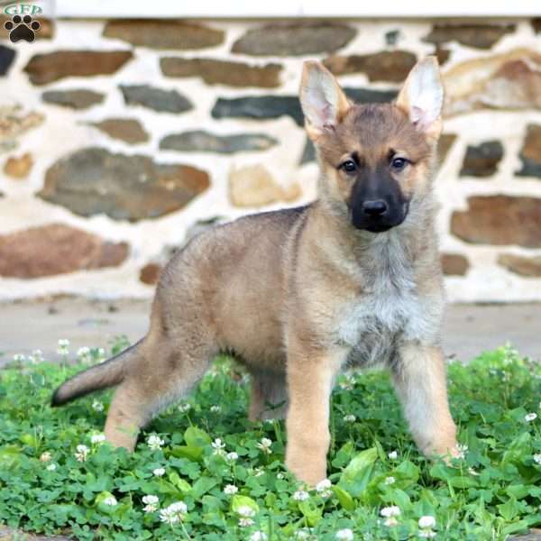 Rianna, German Shepherd Puppy