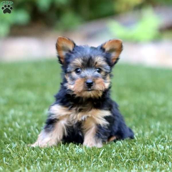 Rianna, Yorkie Puppy