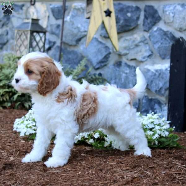 Rianna, Cavapoo Puppy