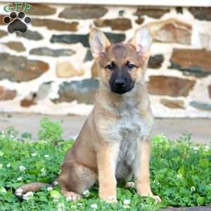 Rianna, German Shepherd Puppy