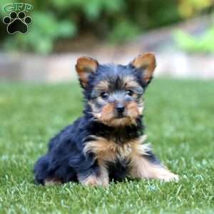 Rianna, Yorkie Puppy