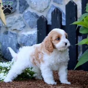 Rianna, Cavapoo Puppy