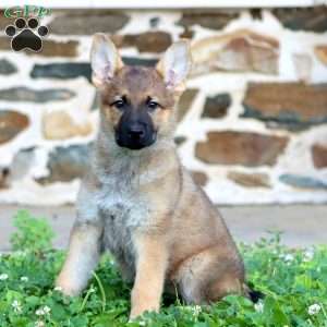 Rianna, German Shepherd Puppy
