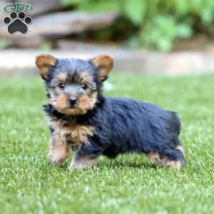 Rianna, Yorkie Puppy