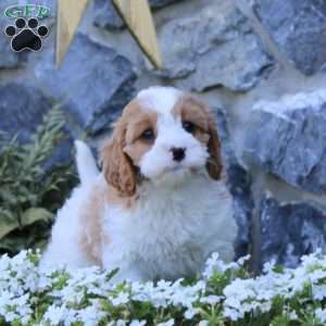 Rianna, Cavapoo Puppy