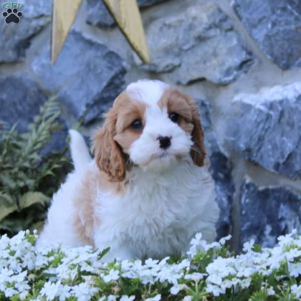 Rianna, Cavapoo Puppy
