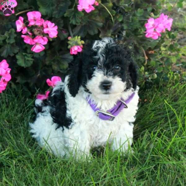 Richard, Mini Bernedoodle Puppy