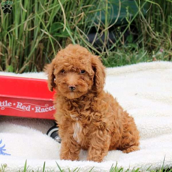 Richard, Toy Poodle Puppy