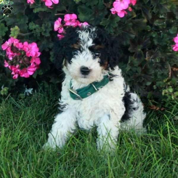 Ricky, Mini Bernedoodle Puppy