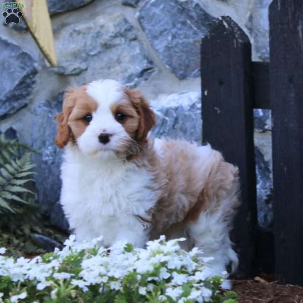 Ricky, Cavapoo Puppy
