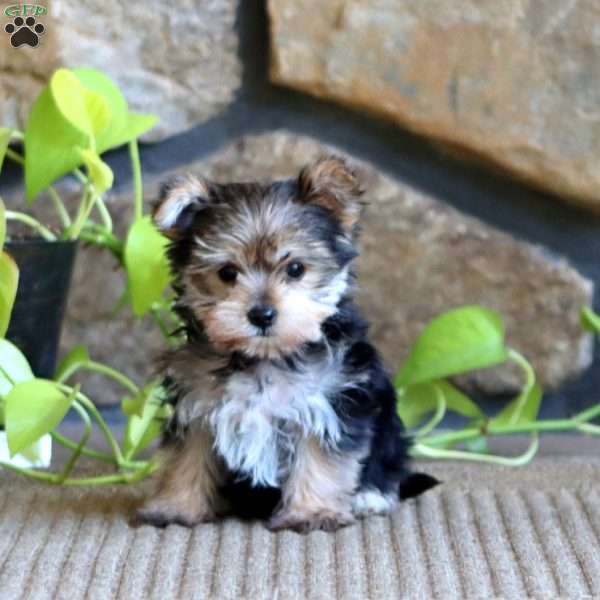 Ricky, Yorkie Puppy