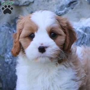 Ricky, Cavapoo Puppy