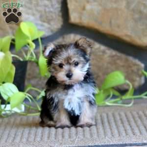 Ricky, Yorkie Puppy