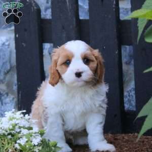 Ricky, Cavapoo Puppy
