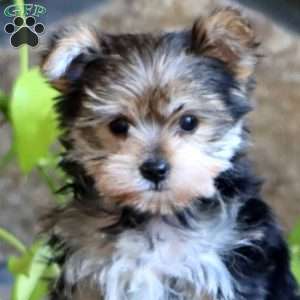Ricky, Yorkie Puppy