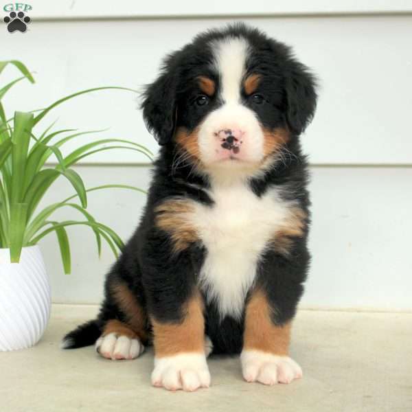Riley, Bernese Mountain Dog Puppy