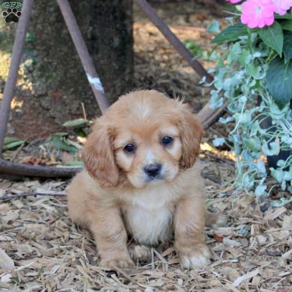 Riley, Cavalier King Charles Mix Puppy