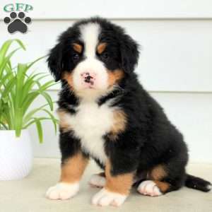 Riley, Bernese Mountain Dog Puppy