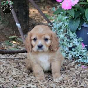 Riley, Cavalier King Charles Mix Puppy