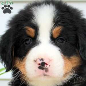Riley, Bernese Mountain Dog Puppy