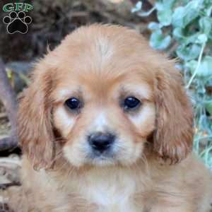 Riley, Cavalier King Charles Mix Puppy
