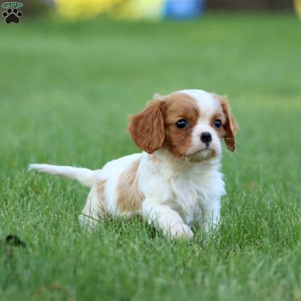 Riley, Cavalier King Charles Spaniel Puppy