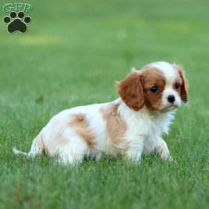 Riley, Cavalier King Charles Spaniel Puppy