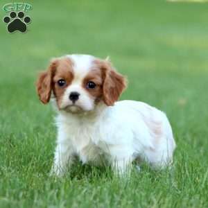 Riley, Cavalier King Charles Spaniel Puppy