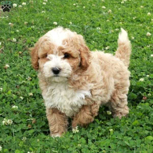 Rio, Maltipoo Puppy