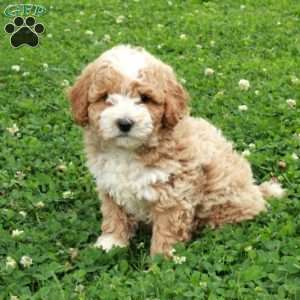 Rio, Maltipoo Puppy