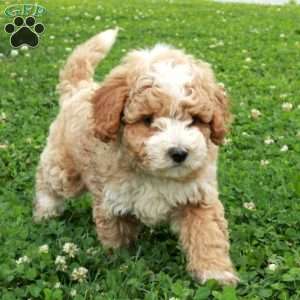 Rio, Maltipoo Puppy
