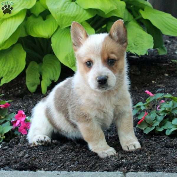 Riot, Welsh Corgi Mix Puppy