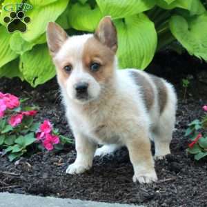 Riot, Welsh Corgi Mix Puppy