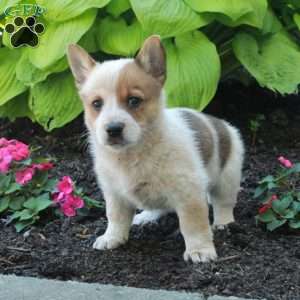 Riot, Welsh Corgi Mix Puppy