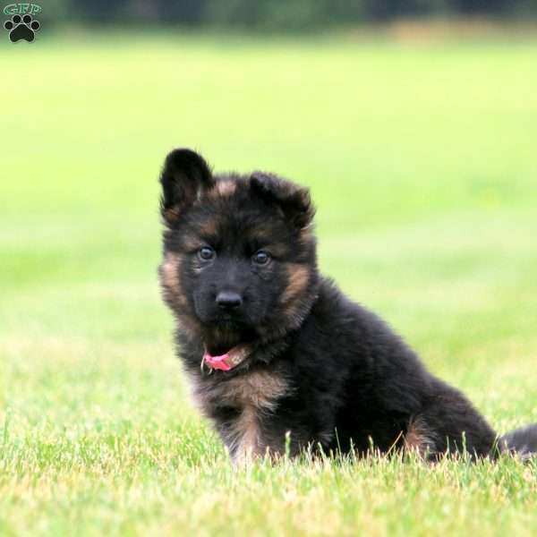 Ripley, German Shepherd Puppy