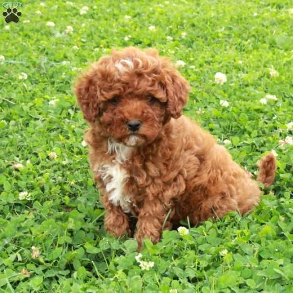Rita, Maltipoo Puppy
