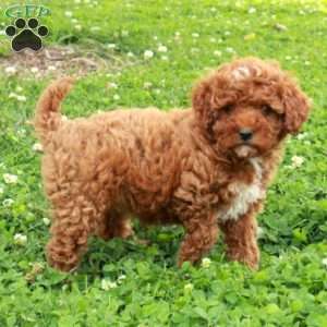 Rita, Maltipoo Puppy