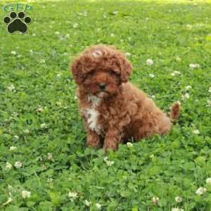 Rita, Maltipoo Puppy