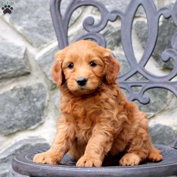 Ritchie, Mini Goldendoodle Puppy