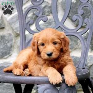 Ritchie, Mini Goldendoodle Puppy