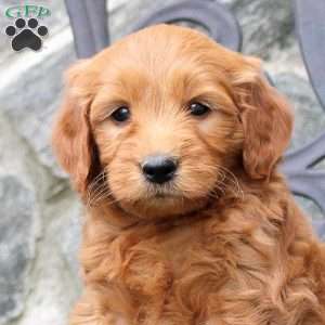 Ritchie, Mini Goldendoodle Puppy