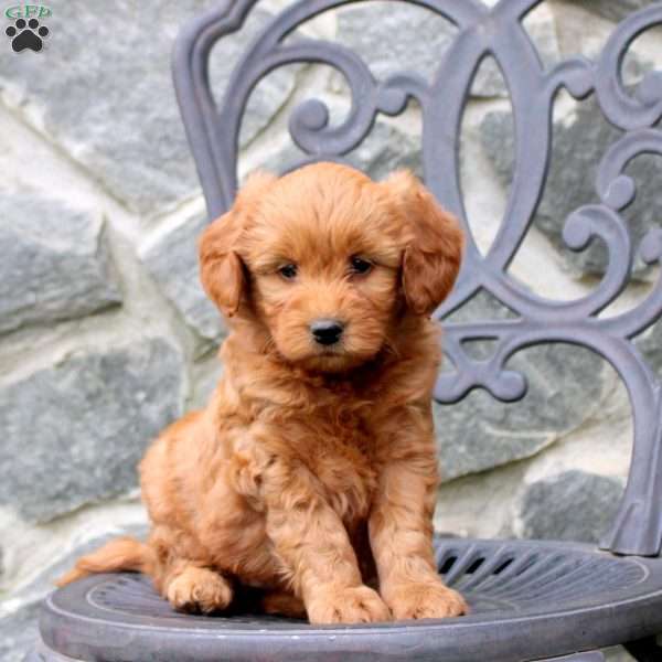 River, Mini Goldendoodle Puppy