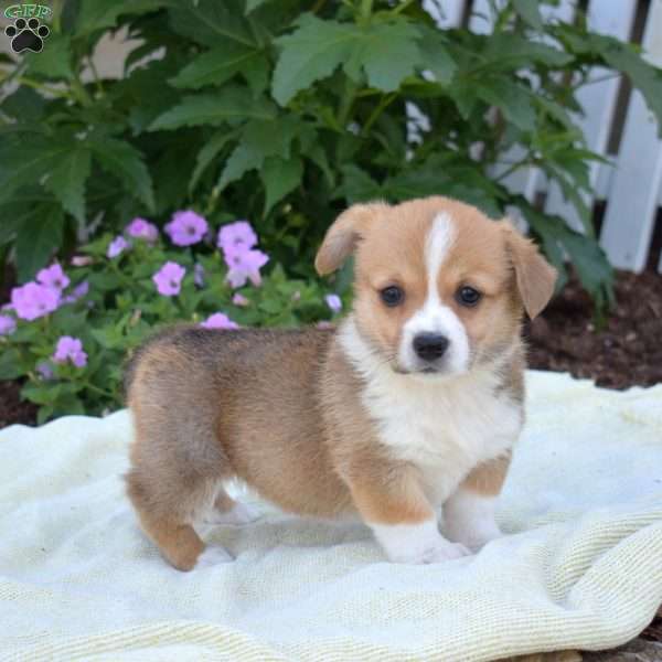River, Pembroke Welsh Corgi Puppy