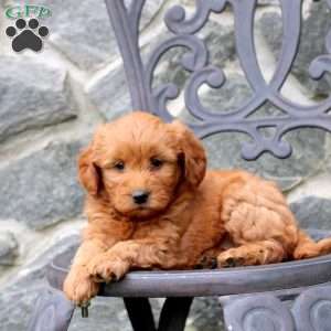 River, Mini Goldendoodle Puppy